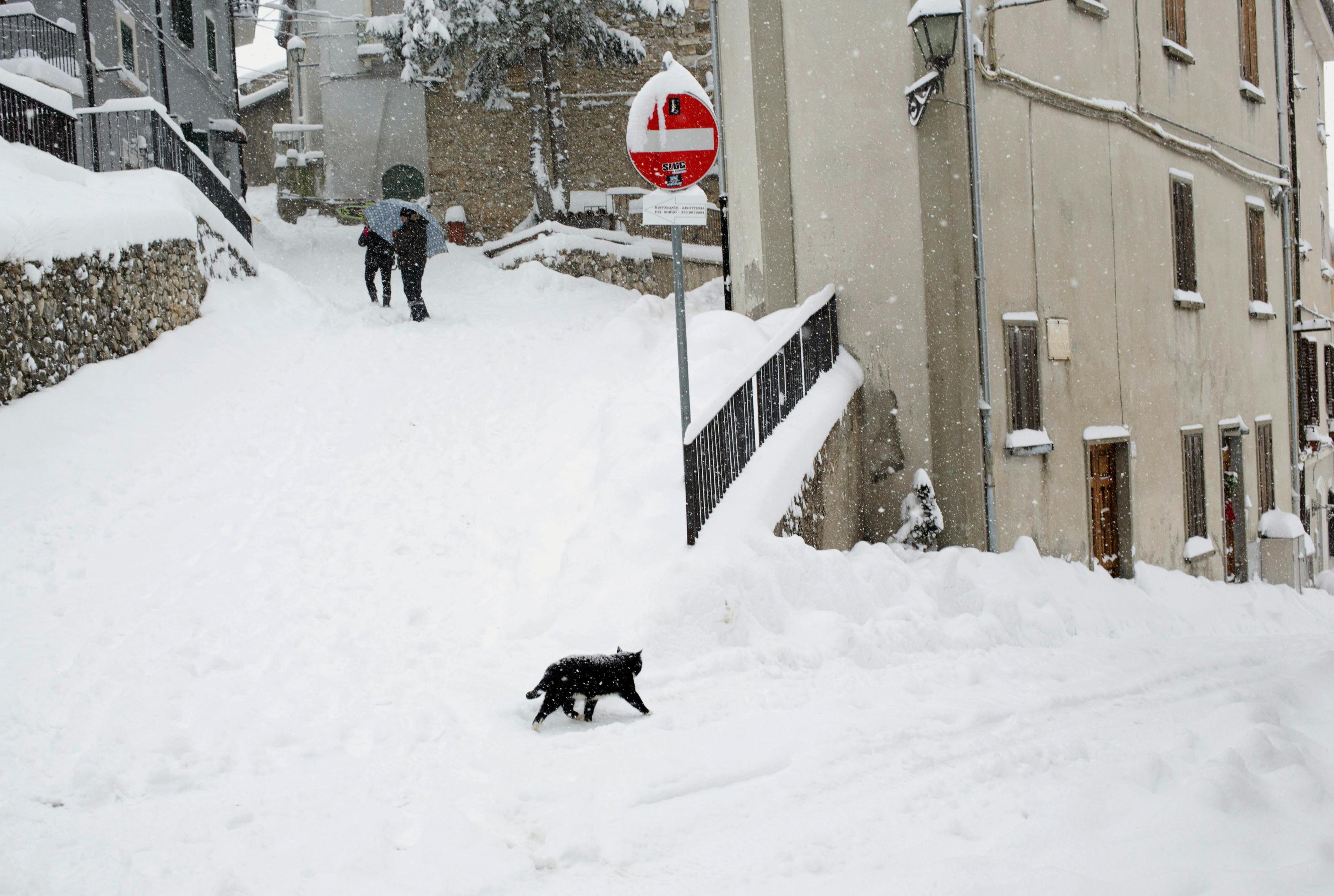 Un gatto attraversa la strada innevata a Rovere, in Abruzzo