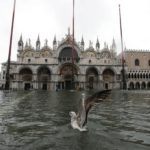 Un gabbiano atterra sull'acqua alta a piazza San Marco