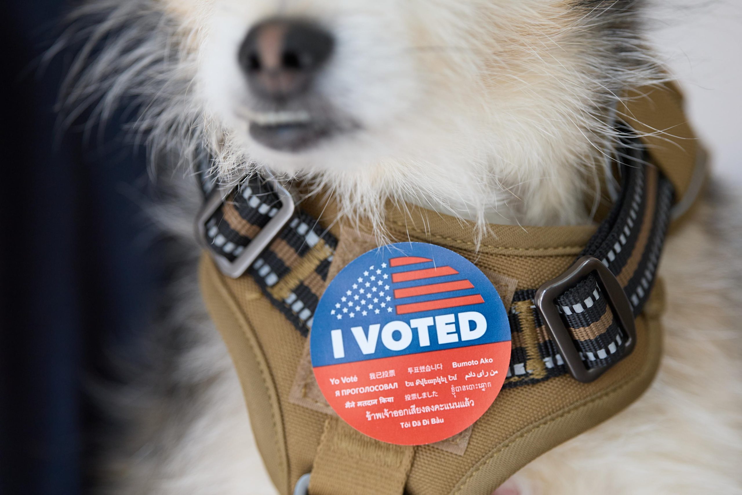 Un cane indossa un adesivo "Ho votato" al Connie Norman Transgender Empowerment Center di Los Angeles